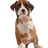 Boxer puppy, 6 weeks old, pointing with a paw