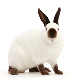 Sable-point rabbit