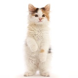 Calico kitten, 9 weeks old, standing up
