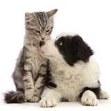 Silver tabby kitten and black-and-white Border Collie puppy