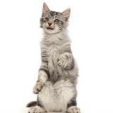 Silver tabby kitten with funny expression