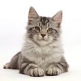 Silver tabby kitten lying with head up