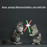 Silver tabby kittens fighting with light sabres