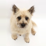 Cairn Terrier dog sitting and looking up