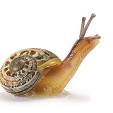 Garden snail juvenile