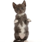 Blue-and-white kitten with paws up