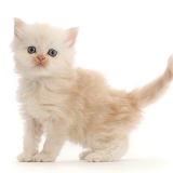 Cream Persian-cross kitten