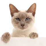 Blue-point Birman-cross cat with paws over