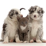 Blue merle Border Collie puppies and blue bicolour kitten