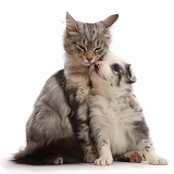 Silver tabby kitten snuggling with Border Collie puppy