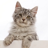 Silver tabby kitten, with paws over