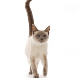 Blue-point Birman-cross cat, walking