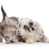 Blue merle Border Collie puppy and silver tabby kitten