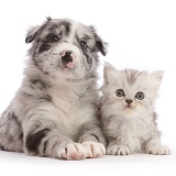Blue merle Border Collie puppy and silver tabby kitten