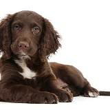 Chocolate Cocker Spaniel puppy lying with head up