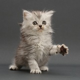 Silver tabby Persian-cross kitten on grey background