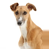 Lurcher dog