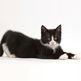 Black-and-white kitten lying
