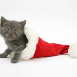Grey kitten in a Santa hat