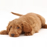 Golden Cocker Spaniel puppy, lying with chin on floor