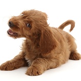 Playful Australian Labradoodle puppy