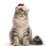 Silver tabby cat, wearing a Santa hat