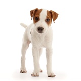Jack Russell puppy, standing