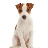 Jack Russell puppy, sitting