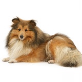 Sable Shetland Sheepdog (Sheltie)