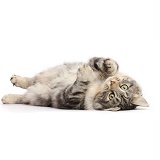 Silver tabby cat rolling on her back