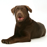Chocolate Labrador, lying with head up