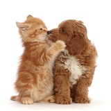 Ginger kitten kissing with Cavapoo puppy