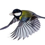 Great tit flying