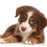 Mini American Shepherd puppy