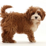 Cavapoo puppy standing