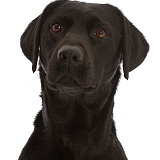 Black Labrador Retriever portrait