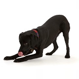Black Labrador Retriever in play-bow