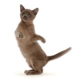Burmese kitten, dancing