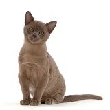 Burmese kitten, sitting
