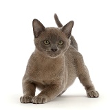 Burmese kitten, crouching ready to jump up