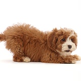 Cavapoo puppy in play-bow