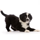 Black-and-white Border Collie puppy, in play-bow