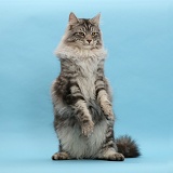 Silver tabby cat sitting up, raised paws on blue background