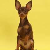 Brown-and-tan Miniature Pinscher puppy, sitting on yellow