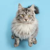 Silver tabby cat looking up with raised paws on blue