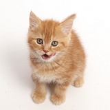 Ginger kitten sitting and looking up, licking his lips