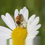 Crab spider capturing honey bee