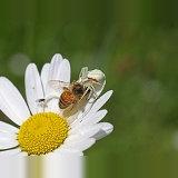 Crab spider capturing honey bee
