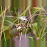 Wasp spider binding grasshopper prey