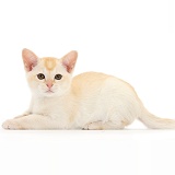 Red Burmese kitten